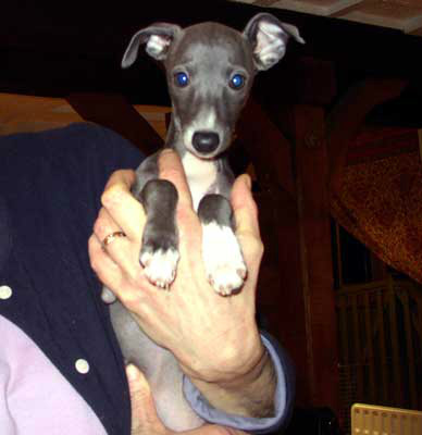 Italian hot sale greyhound puppy